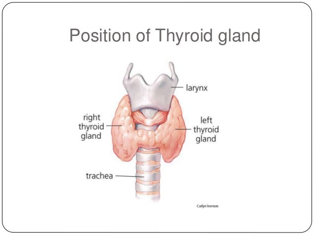 Histology of thyroid gland