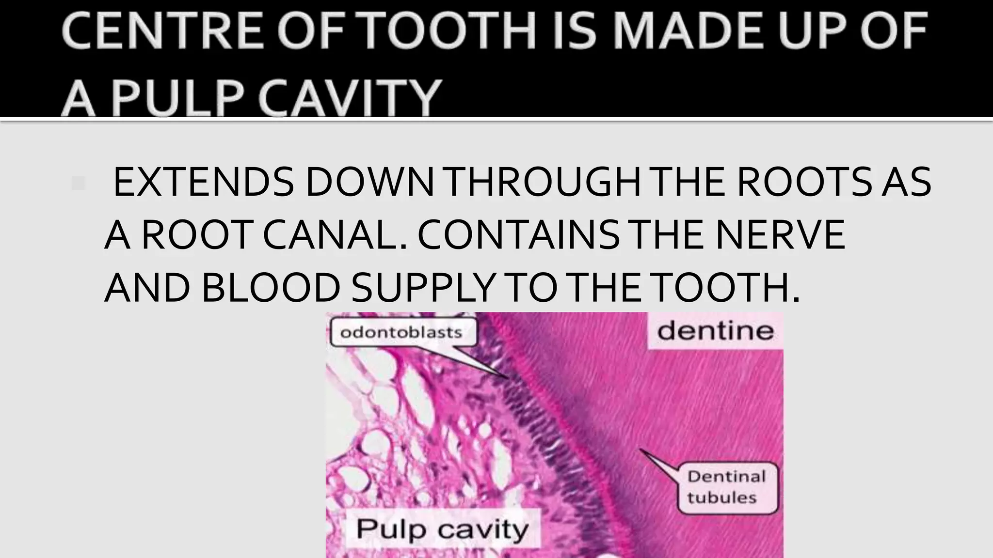 Histology of tooth | PDF