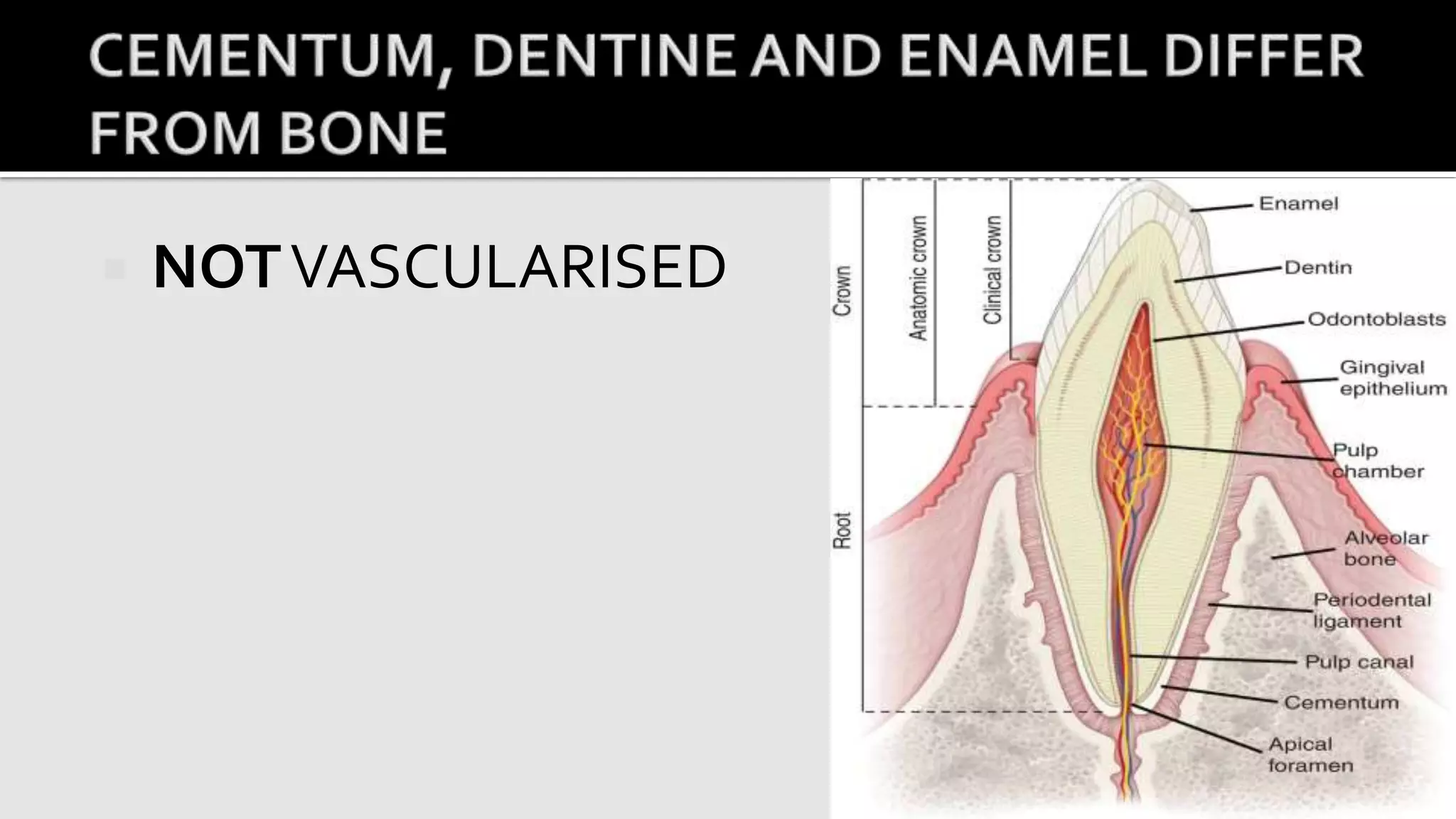 Histology of tooth | PDF