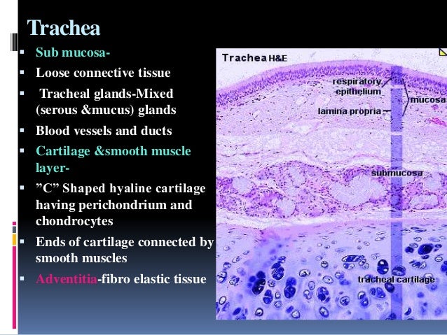 trachea histology