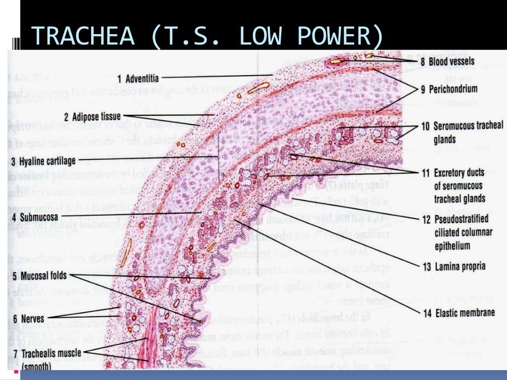 Histology of trachea and lung