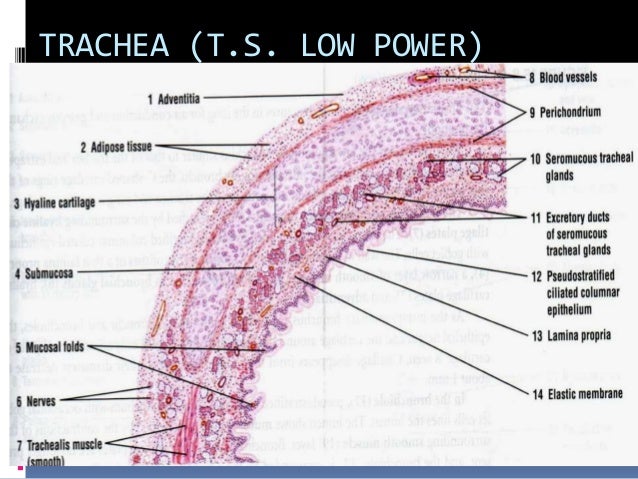 trachea histology