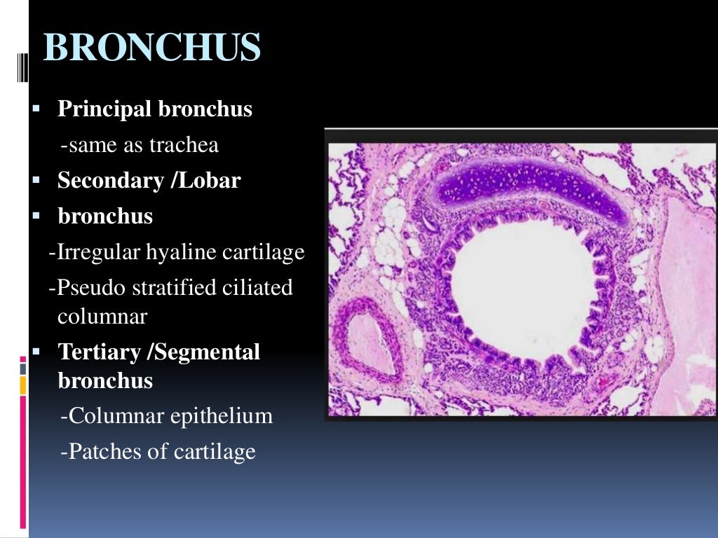 Histology of trachea and lung