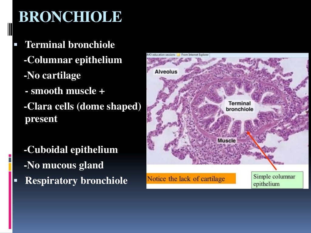 Histology of trachea and lung