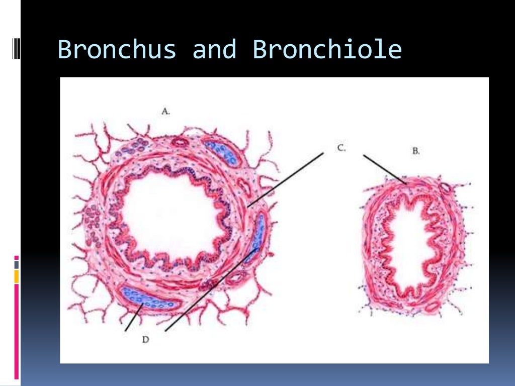 Histology of trachea and lung