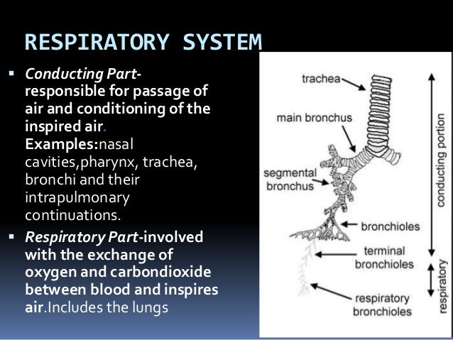 trachea histology