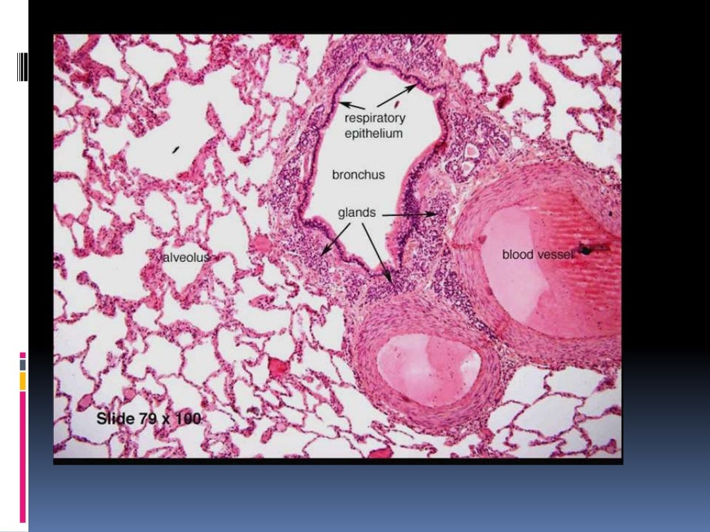 Histology of trachea and lung