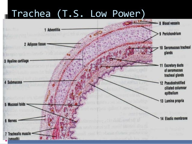 Tracheal Rings In Mammals Tracheal Rings In Mammals