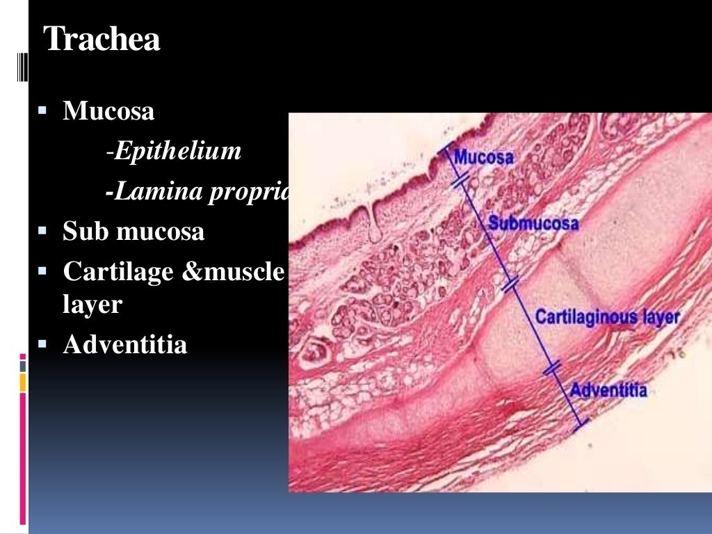 Histology of trachea and lung