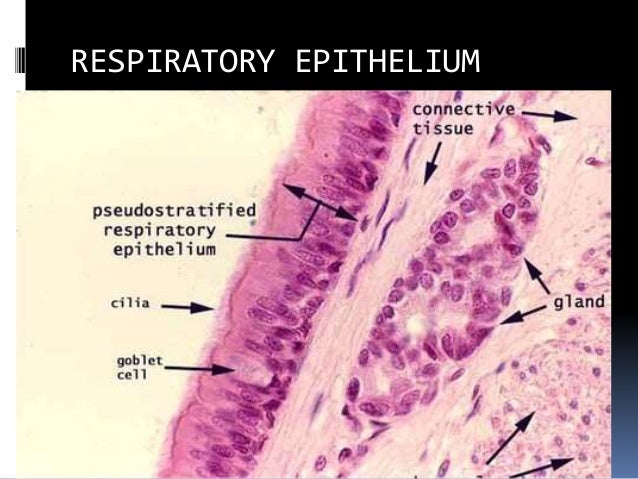trachea histology