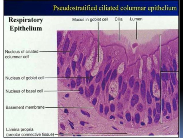 Labelled Diagram Of A Goblet Cell Choice Image - How To 
