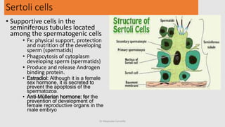 Histology of Urinary and Genital System in male &female.pptx