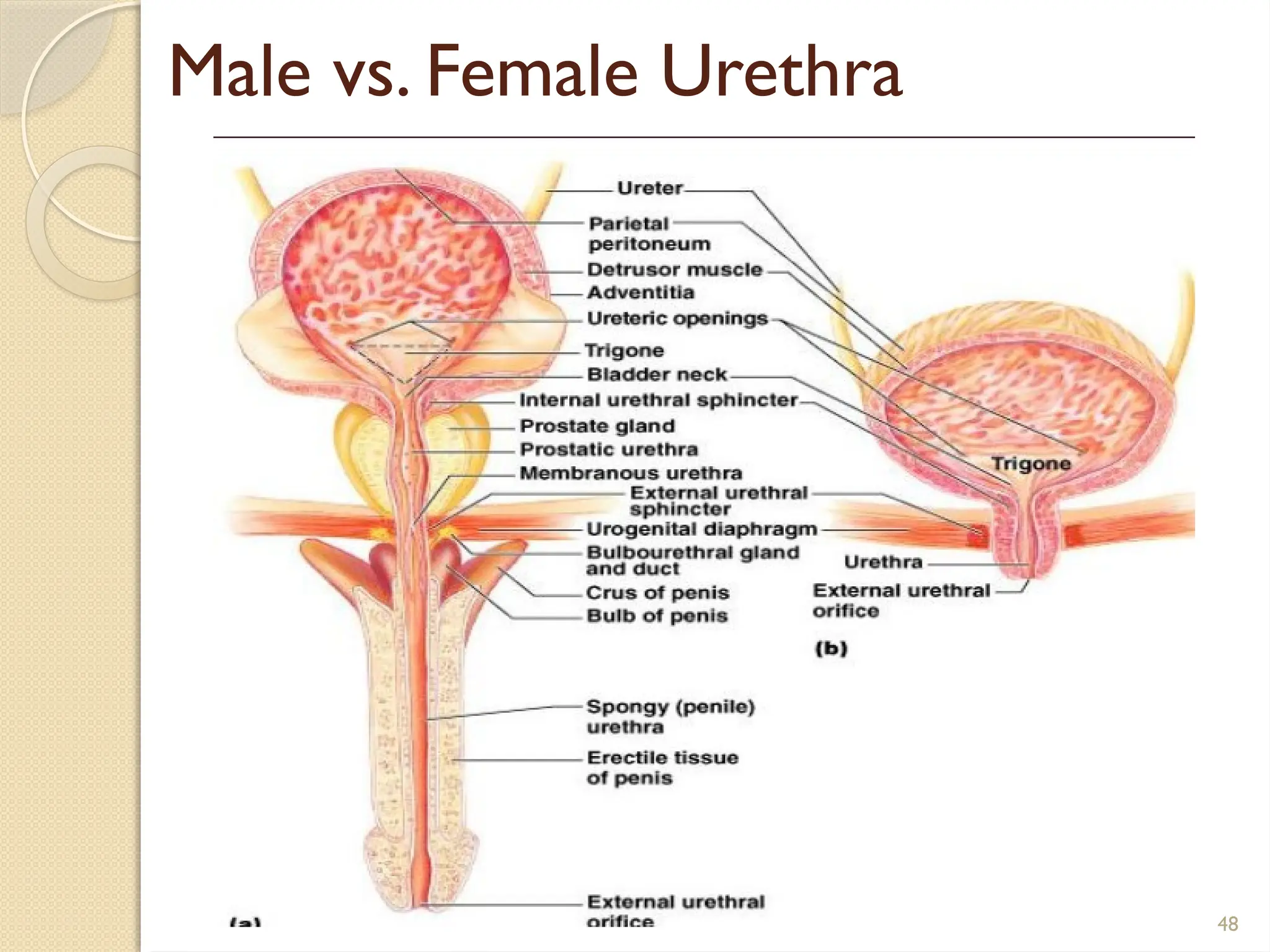 Bladder Compatible HISTOLOGY OF URINARY SYSTEM.pptx Histology Anatomy | PPTX