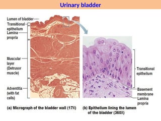 Histology of urinary system 2025 Histology of urinary system | PPTX