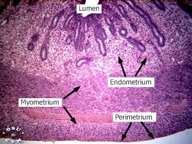 HISTOLOGY OF THE UTERUS FOR MBBS 2ND YEAR REPRODUCTION MODULE | PPTX ...