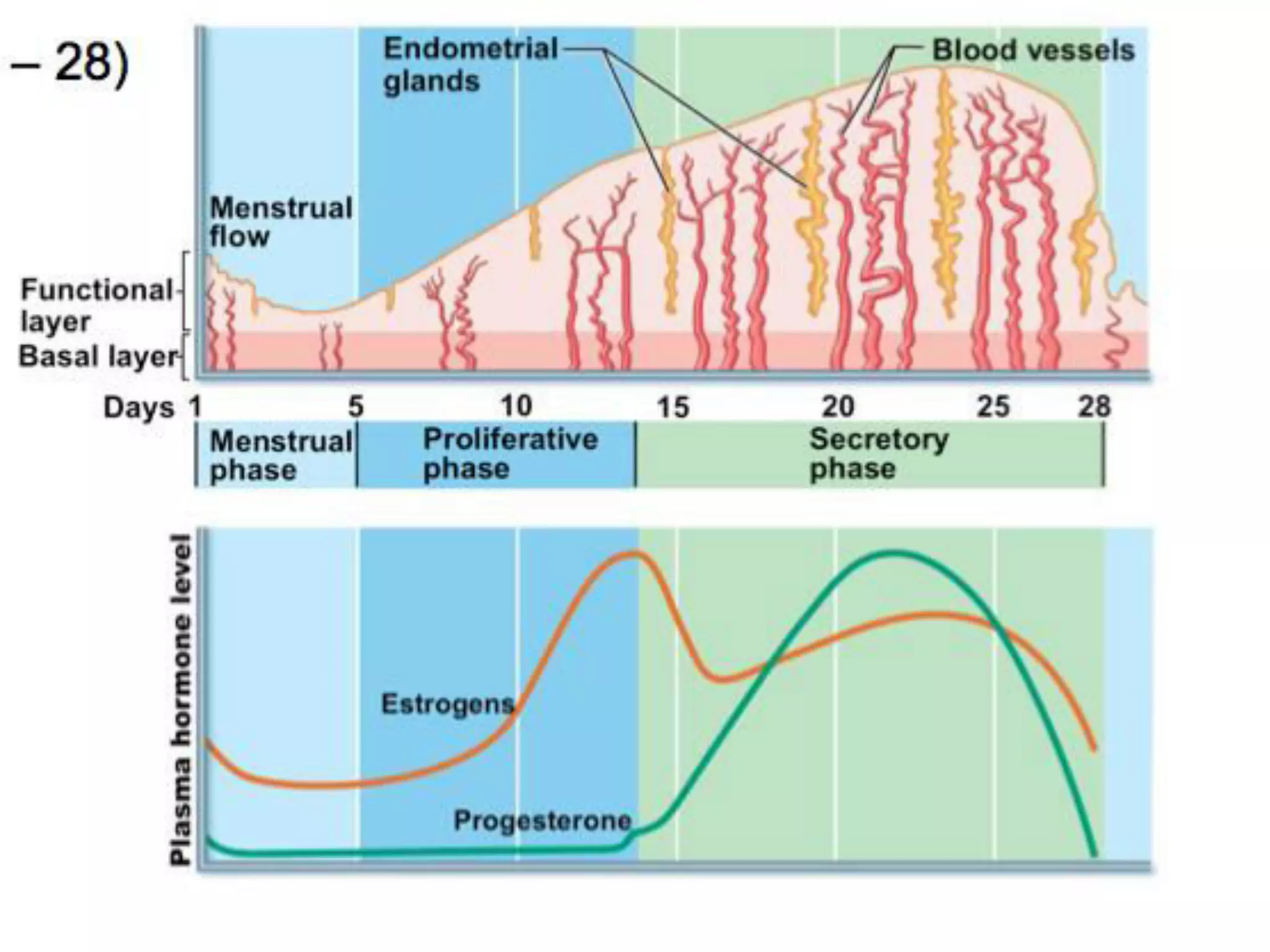 Histology of uterus, mammary gland, placenta | PDF