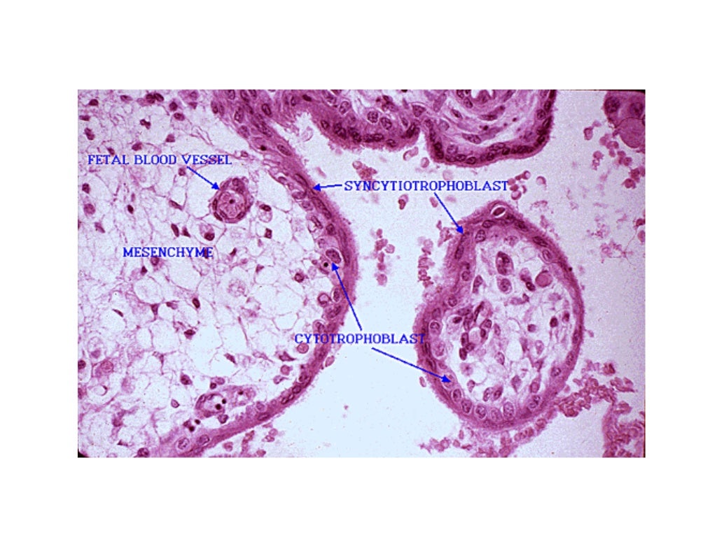 Histology of uterus, mammary gland, placenta