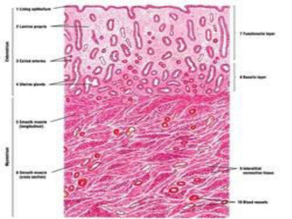 Histology of uterus, mammary gland, placenta