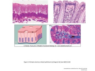 Figure 5.4 Simple columnar ciliated epithelium (a) Diagram (b) Azan &#215;320
Downloaded from: StudentConsult (on 7 May 2013 10:04 AM)
© 2005 Elsevier
 