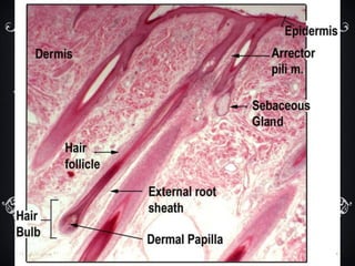 Histology photos1 | PDF