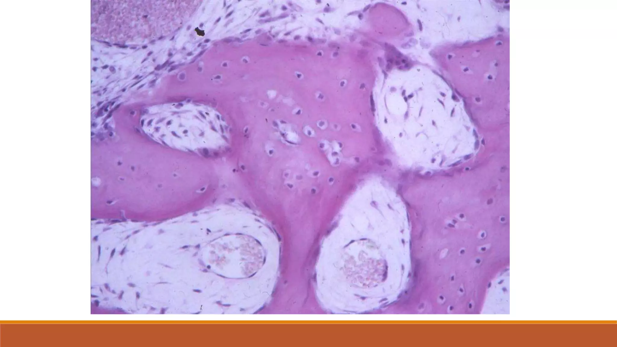 Histology practical #2 quiz slides, questions, & answers | PPTX