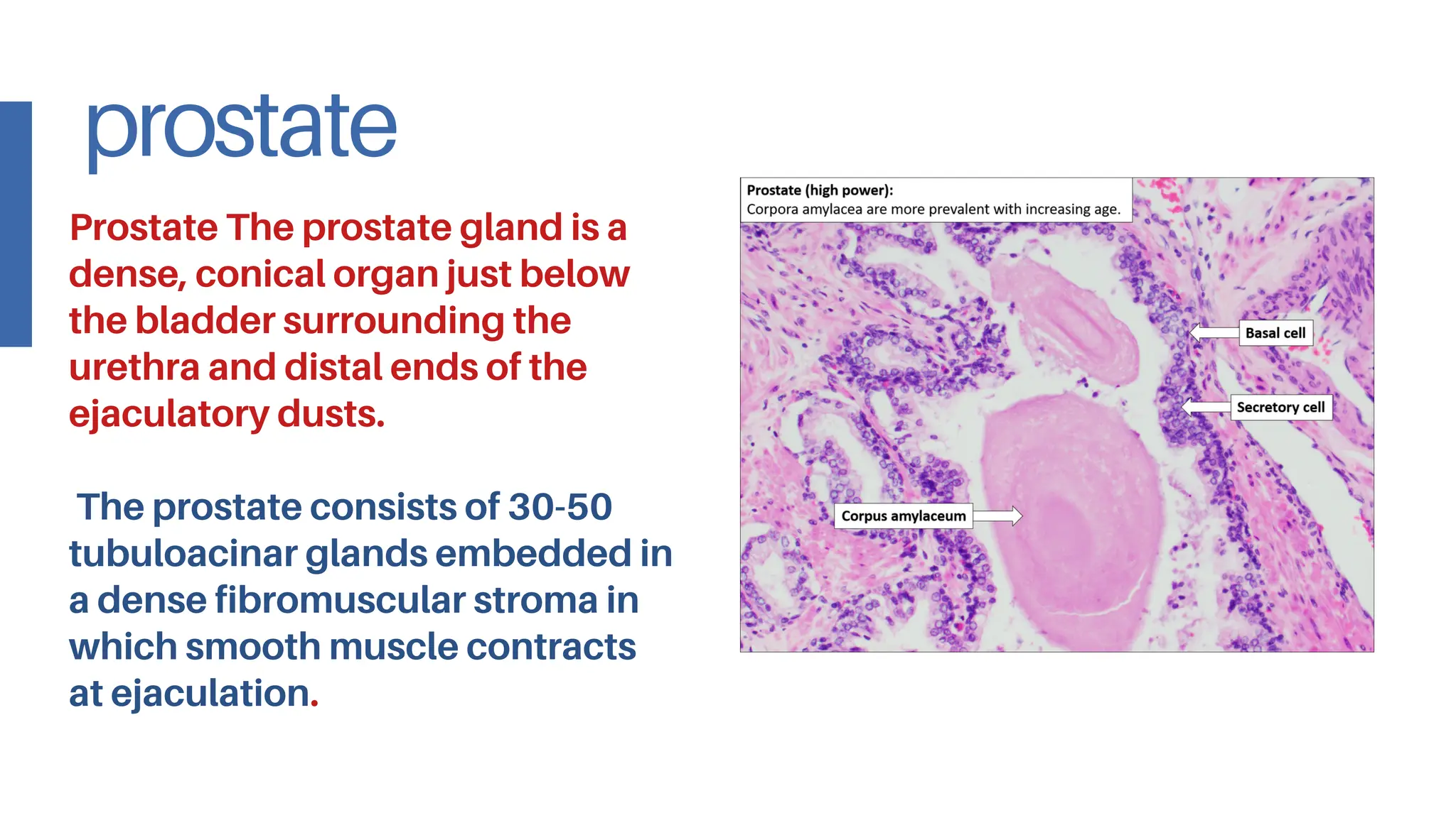 ALL histology SLIDES practical endoCRINOLOGY.pdf
