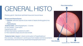 Distalis ALL histology SLIDES practical endoCRINOLOGY.pdf