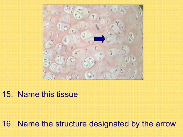 histology quiz