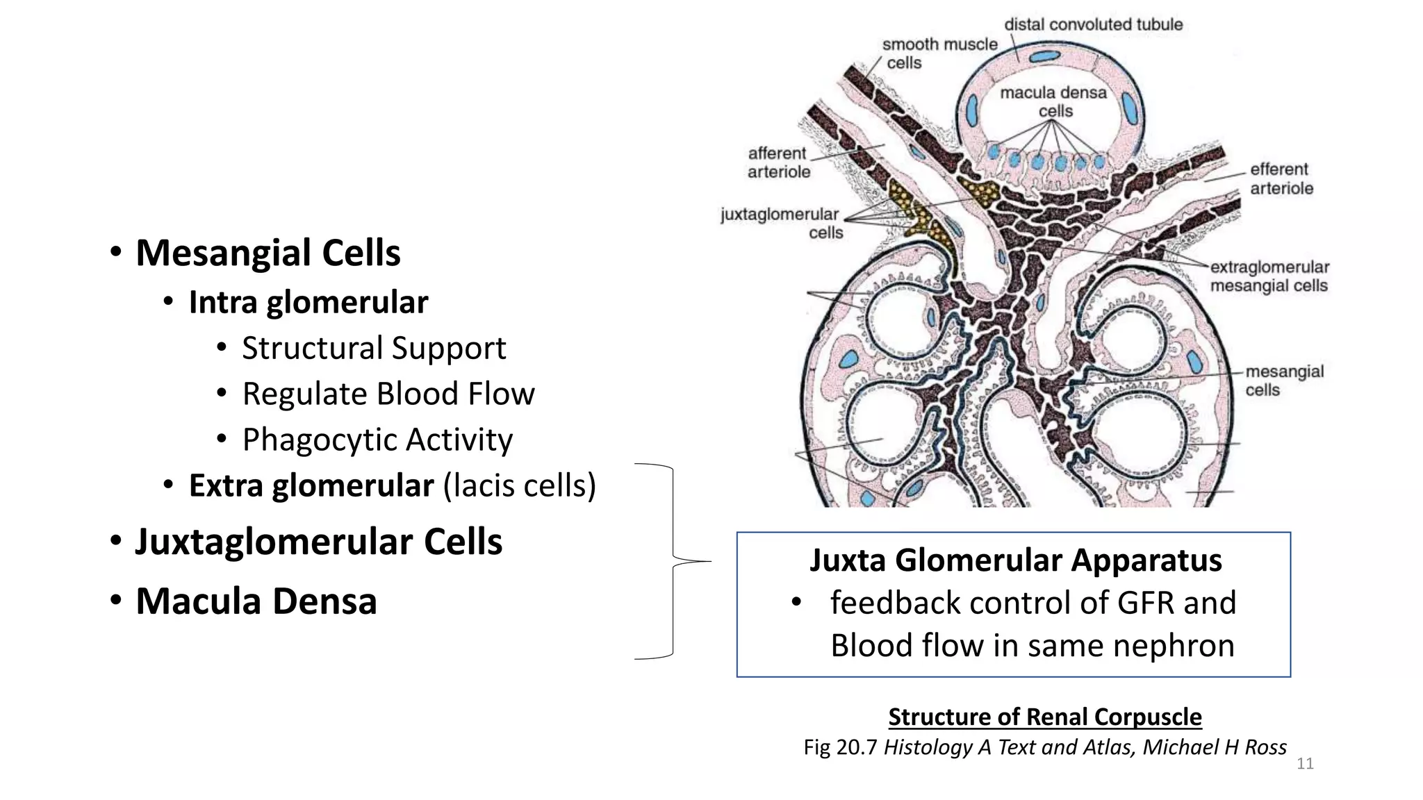 Histology of Renal Tubule and its Variation in relation to Function | PPTX