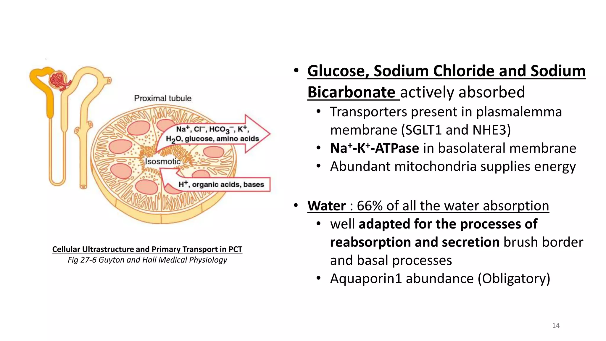 Histology of Renal Tubule and its Variation in relation to Function | PPTX