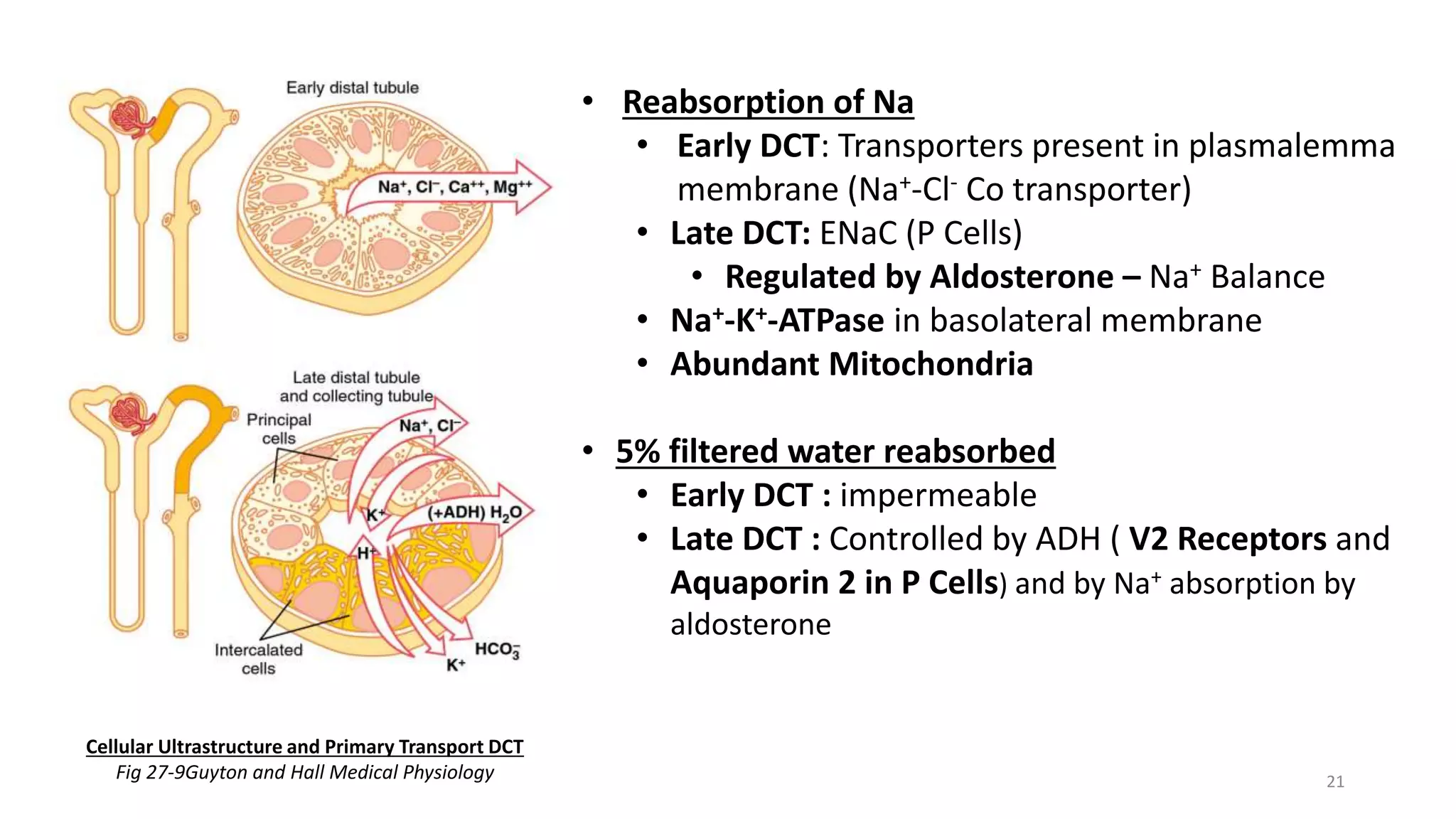 Histology of Renal Tubule and its Variation in relation to Function | PPT