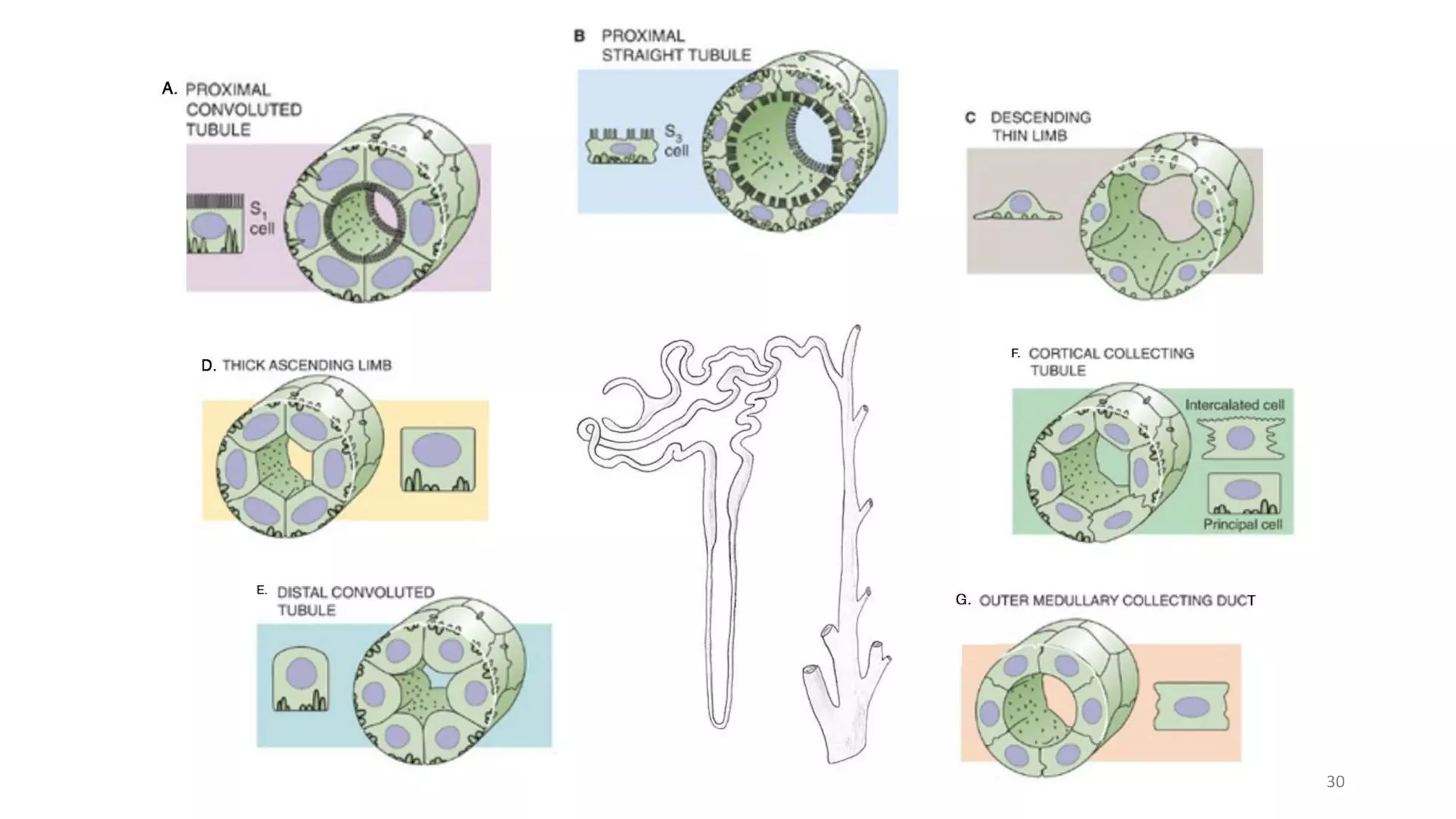 Histology of Renal Tubule and its Variation in relation to Function | PPTX
