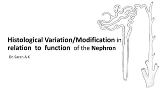 Histological Variation/Modification in
relation to function of the Nephron
Dr. Saran A K
1
 