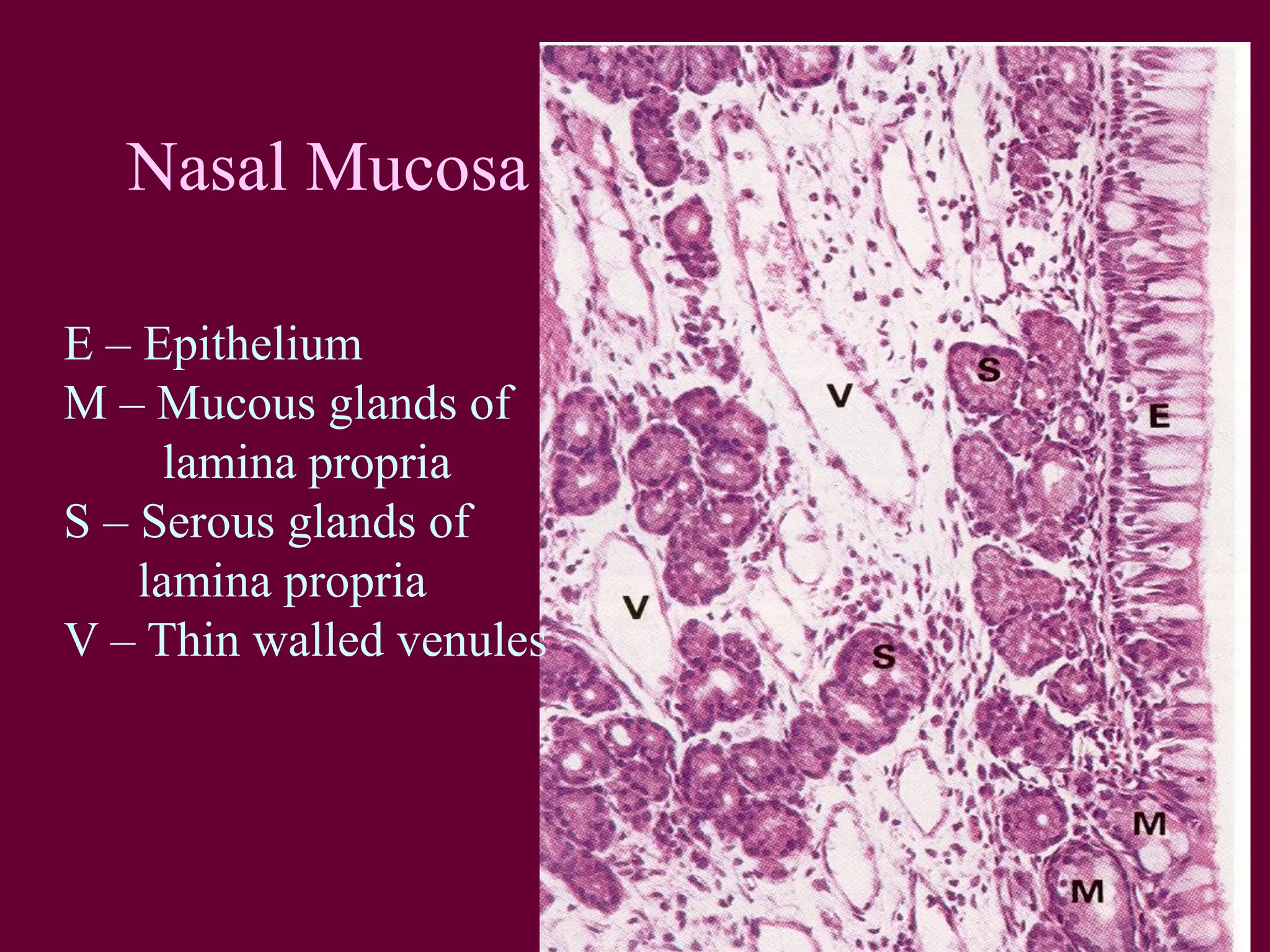 Histology Respiratory System Pdf