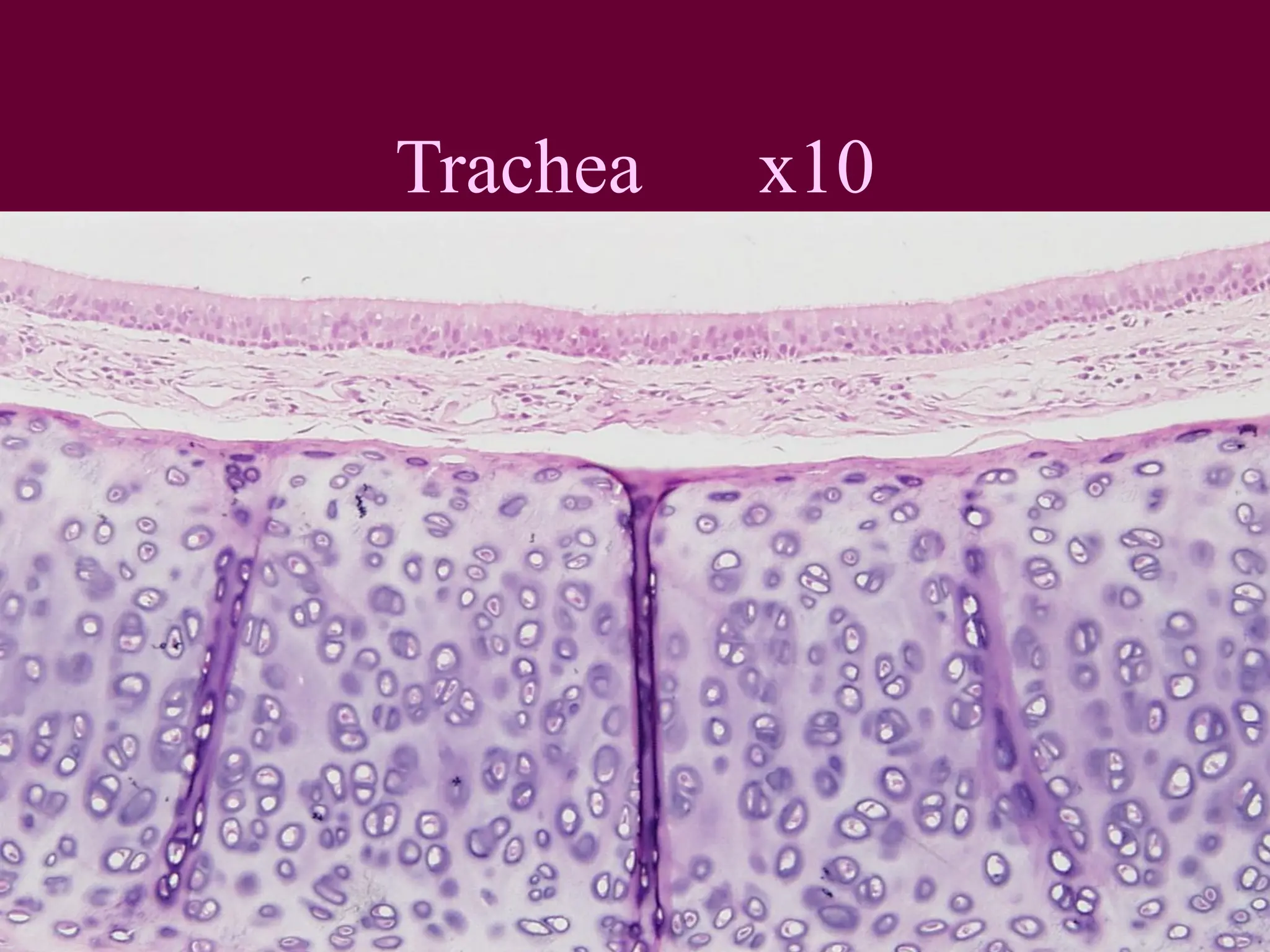 Histology Respiratory System Pdf