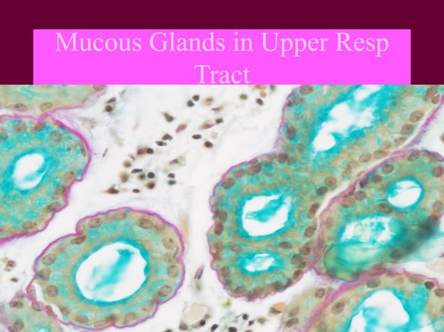 Histology Respiratory System Pdf