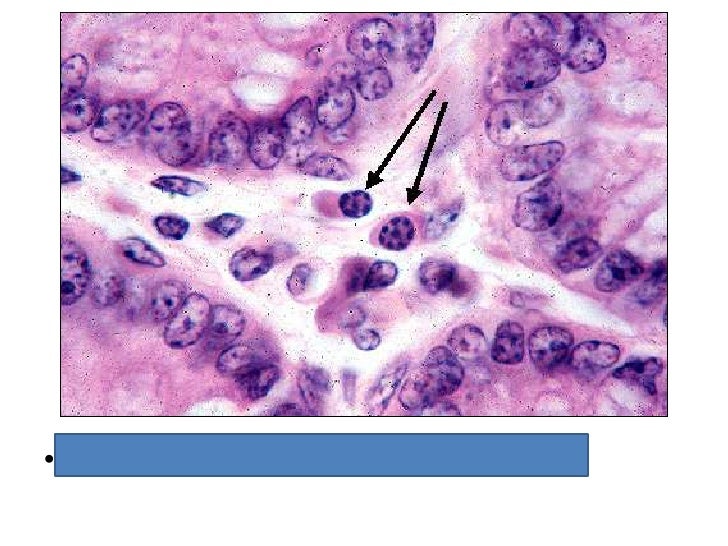 Histology review test (BIG ONE)