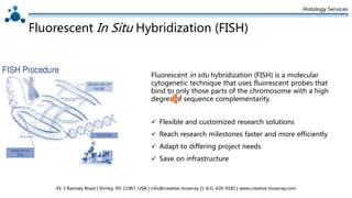 Histology Services
Fluorescent In Situ Hybridization (FISH)
 Flexible and customized research solutions
 Reach research milestones faster and more efficiently
 Adapt to differing project needs
 Save on infrastructure
Fluorescent in situ hybridization (FISH) is a molecular
cytogenetic technique that uses fluorescent probes that
bind to only those parts of the chromosome with a high
degree of sequence complementarity.
45-1 Ramsey Road | Shirley, NY 11967, USA | info@creative-bioarray |1-631-626-9181 | www.creative-bioarray.com
 