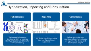 Histology Services
Hybridization, Reporting and Consultation
Hybridization
We have experiences on
developing SOPs to optimize
FISH hybridization conditions for
each custom assay.
Reporting
We deliver publication-ready
data and figures to our
customers.
Consultation
Before processing, our
scientists will connect with you
on experimental design and
details of the project.
 