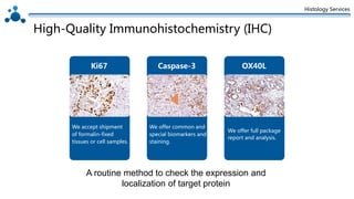 Histology Services
High-Quality Immunohistochemistry (IHC)
A routine method to check the expression and
localization of target protein
We accept shipment
of formalin-fixed
tissues or cell samples.
We offer common and
special biomarkers and
staining.
We offer full package
report and analysis.
Ki67 Caspase-3 OX40L
 