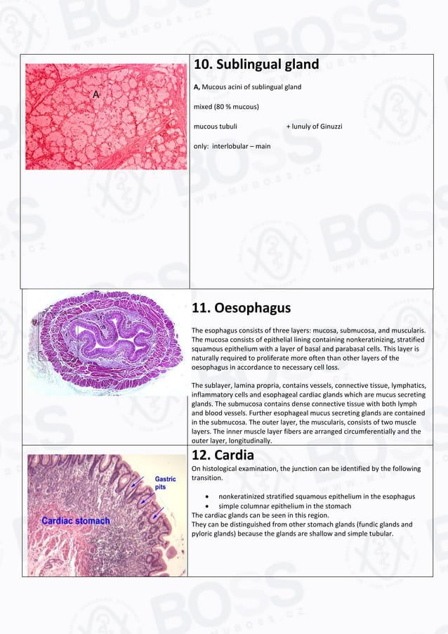 Histology slide guide