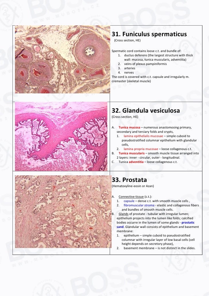 Label the tissue and structures on this histology slide