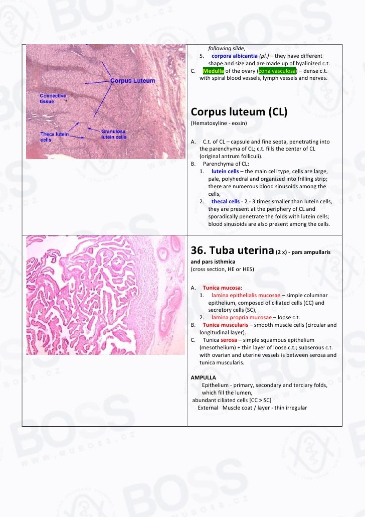 Histology Slide Guide