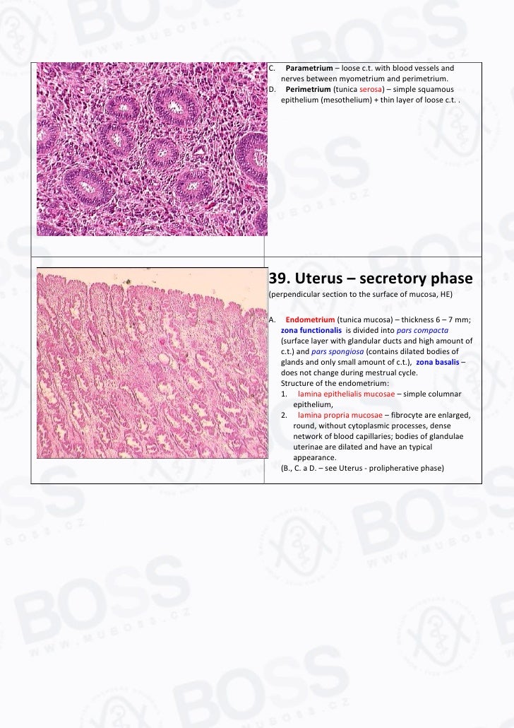 Histology Slide Guide