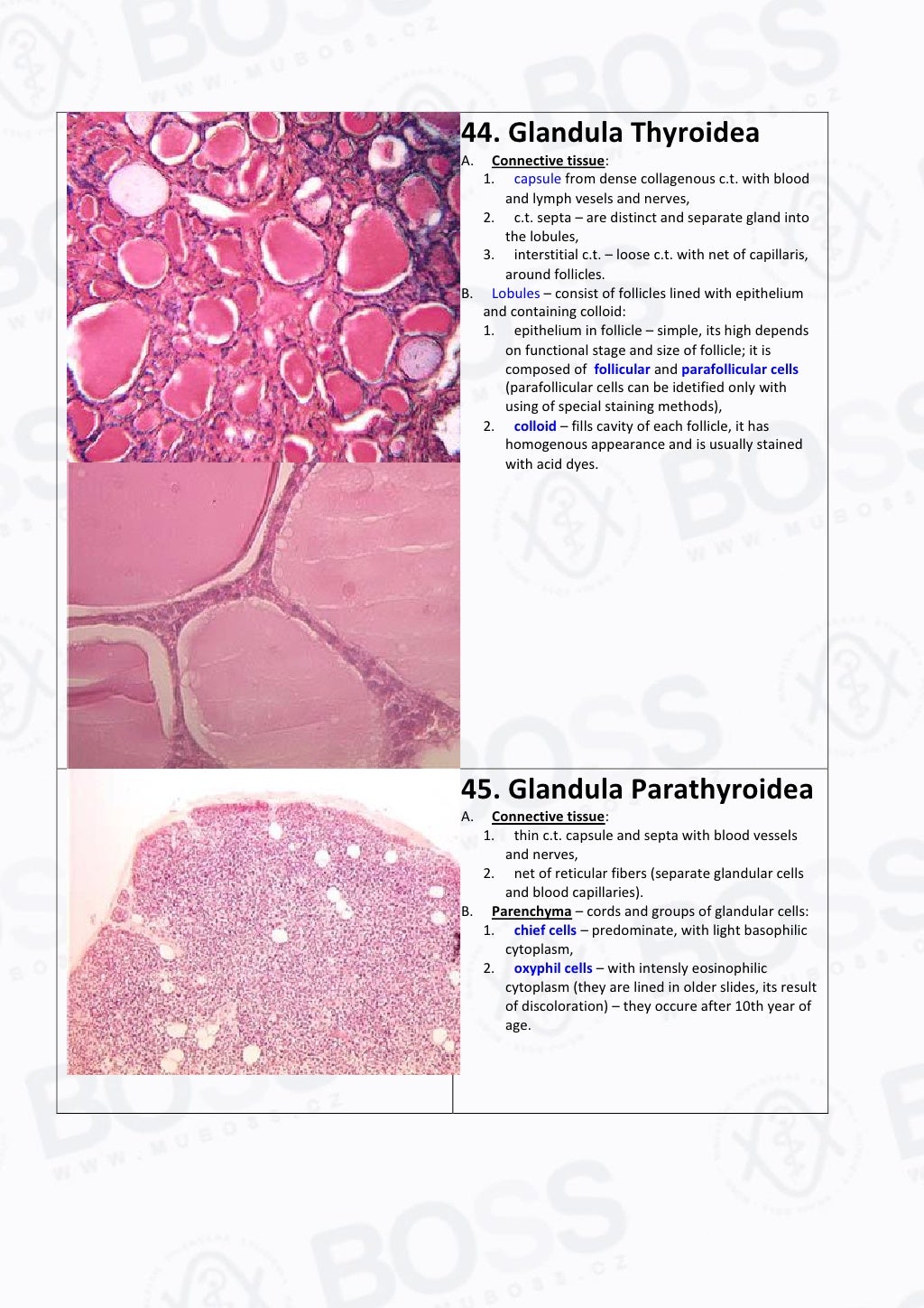 Histology slide guide