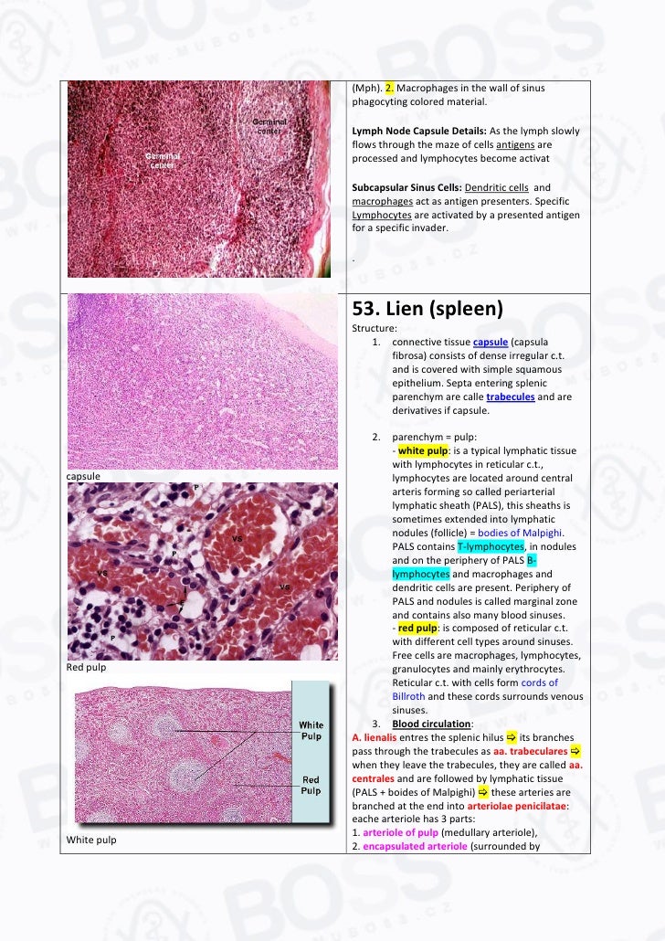 The Cell The Histology Guide