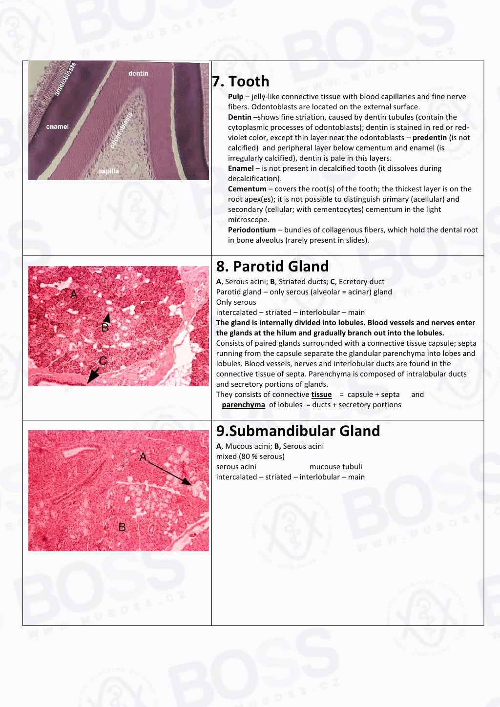 Histology Slide Guide