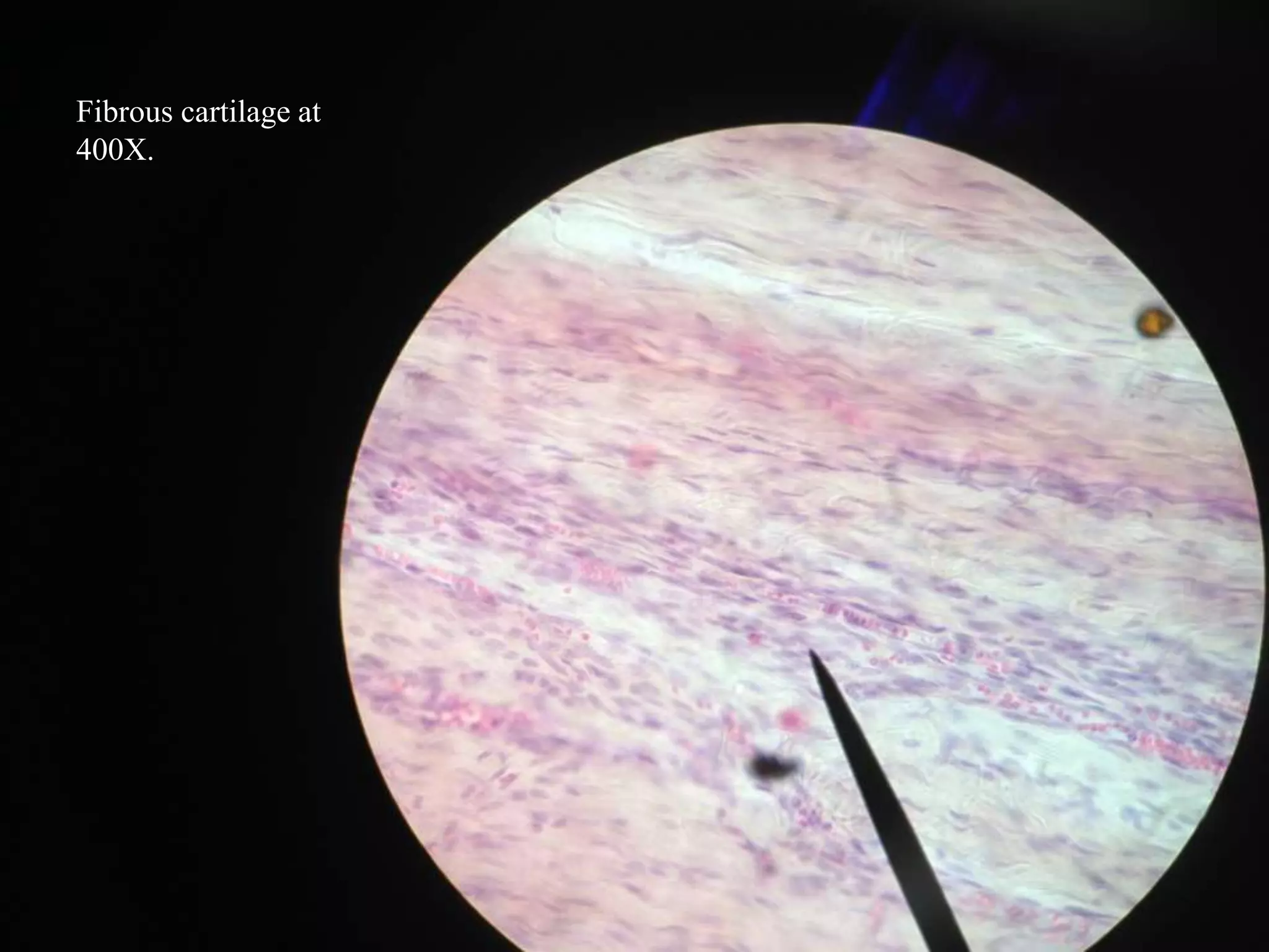 Histology slides | PPTX