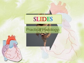 slideS
Practical Histology
 