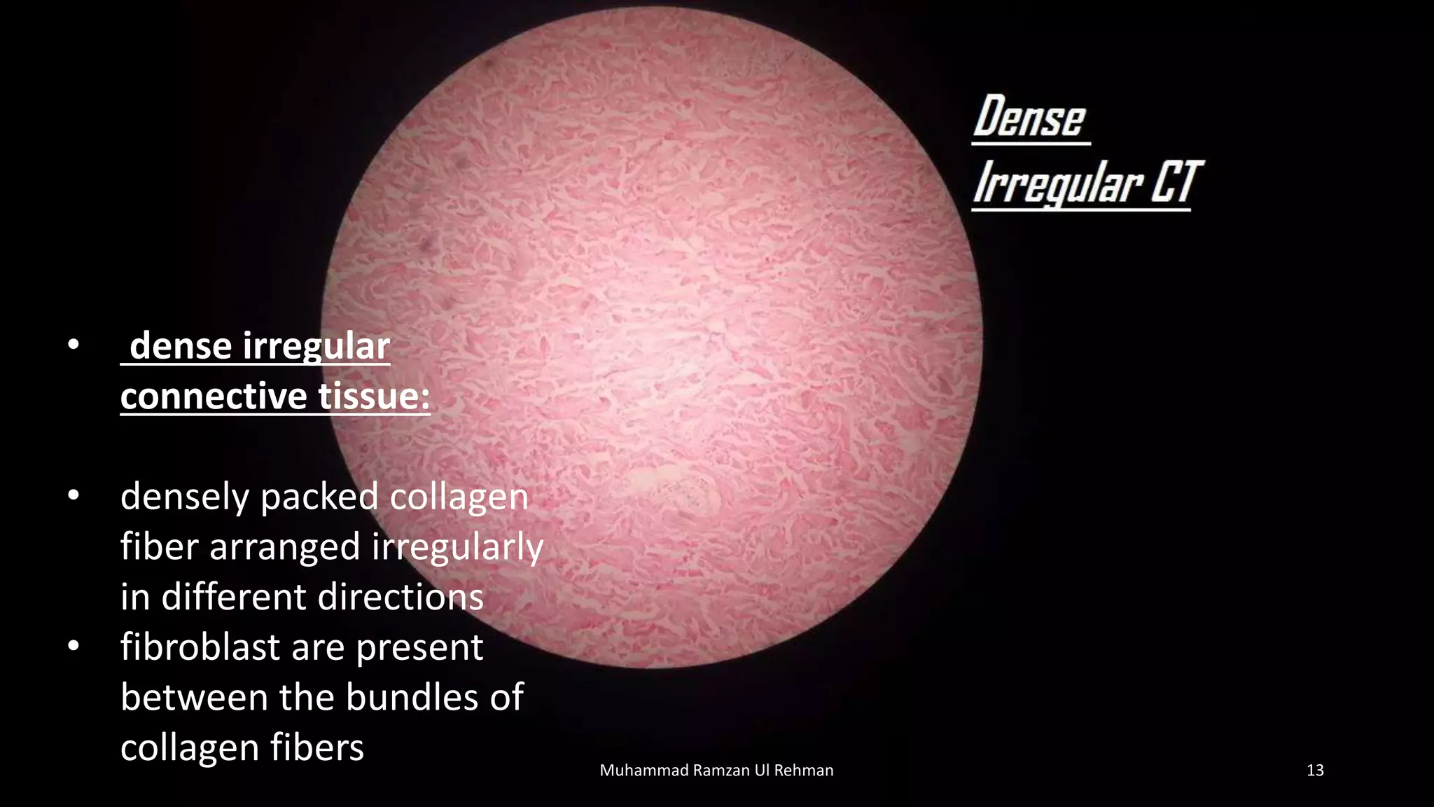Fibrulose Pdf Histology slides for MBBS part 1 uhs | PPTX